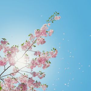 日本成人xx视频在线观看
